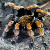 Tarantula