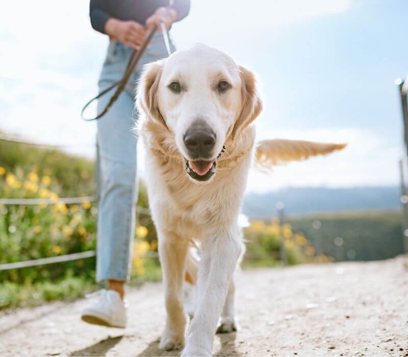 www.airportanimalhospitalri.com